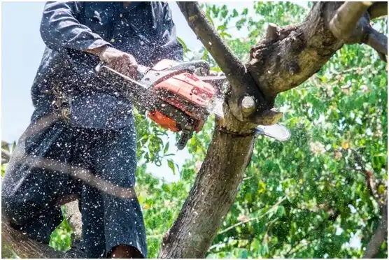 tree services Woodbourne